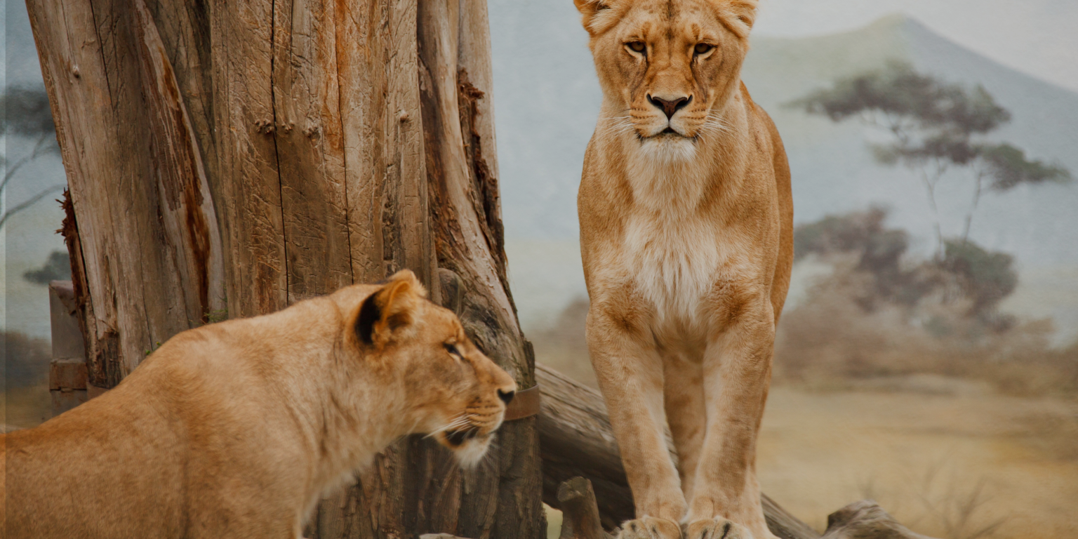 Lessons in leadership from the animal kingdom’s matriarchs the lioness