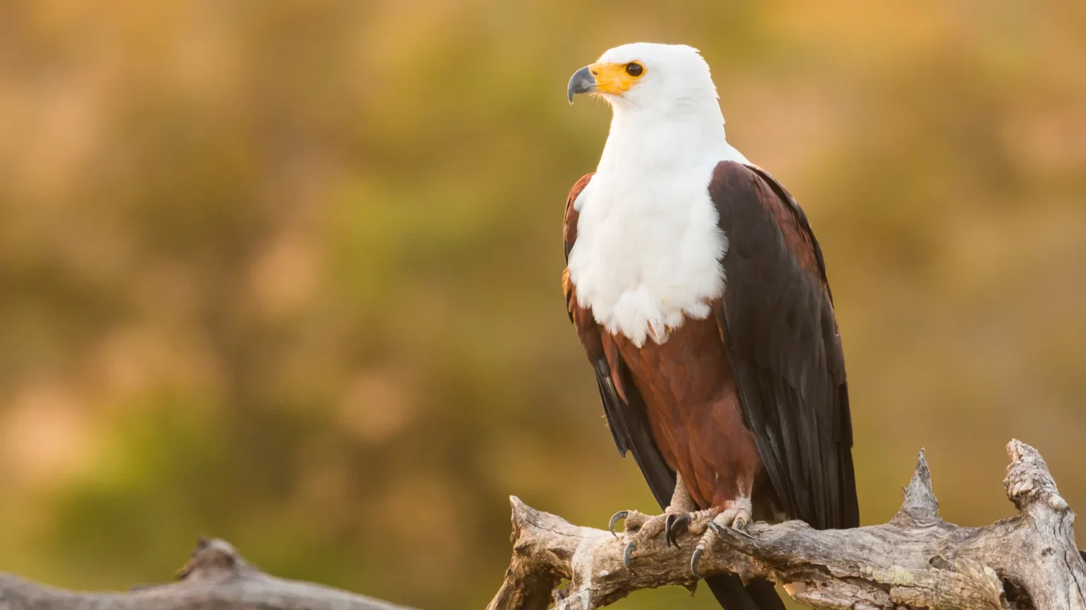 A lesson from eagles