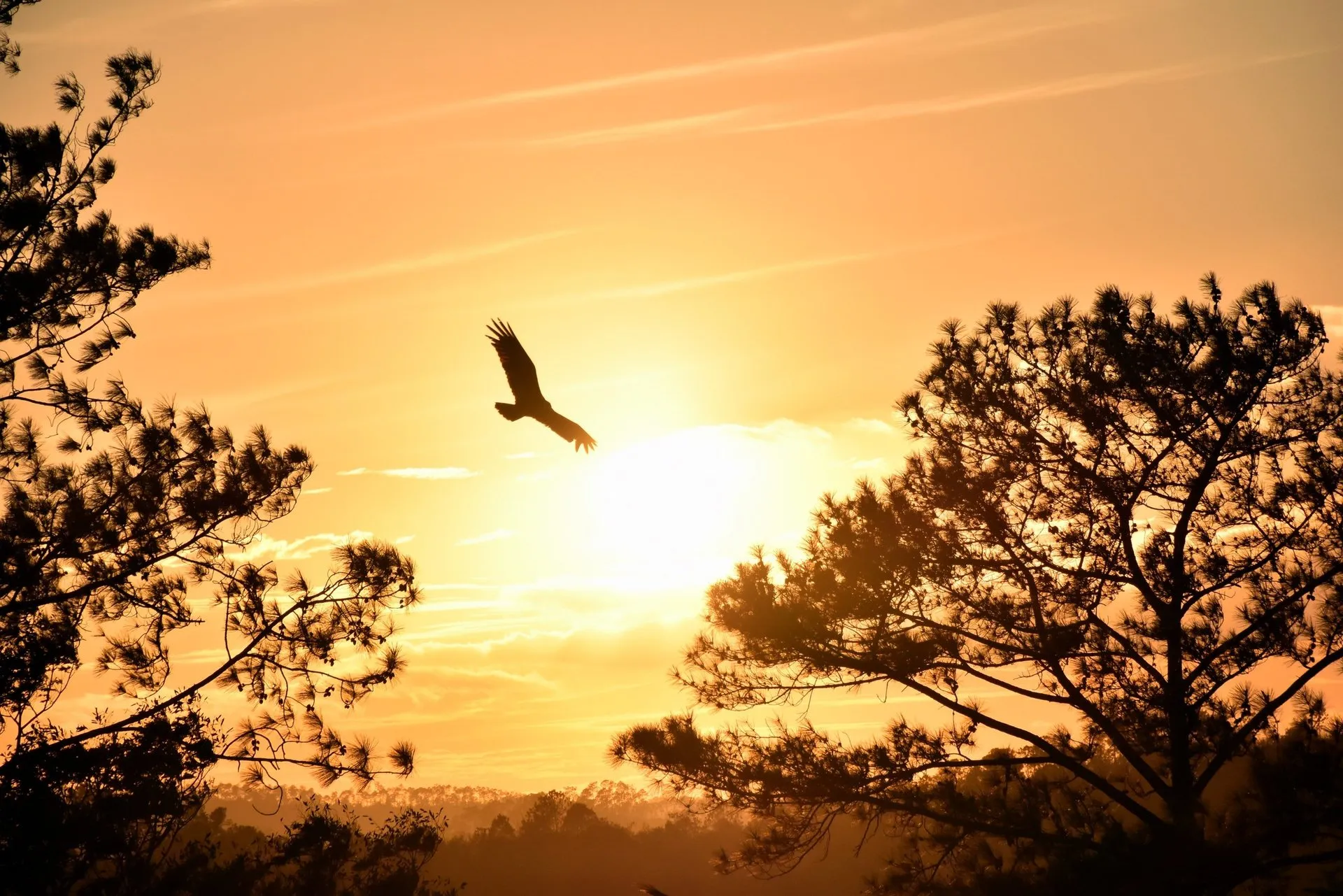 Be as free as an eagle in flight